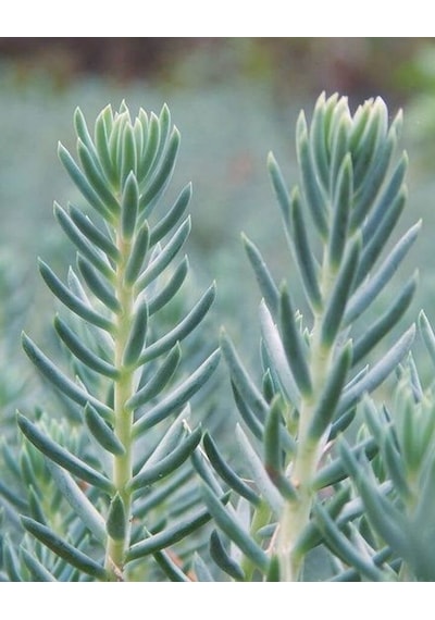 Sedum Reflexum 'blue Spruce' - 45 Adet Yer Örtücü Sukulent
