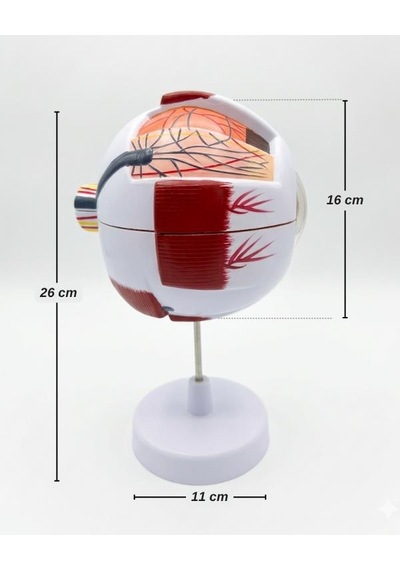 Temel 3 Boyutlu Anatomik Göz Modeli, Çıkarılabilir Parçalı Göz Küresi Maketi, Stantlı Eğitim Modeli
