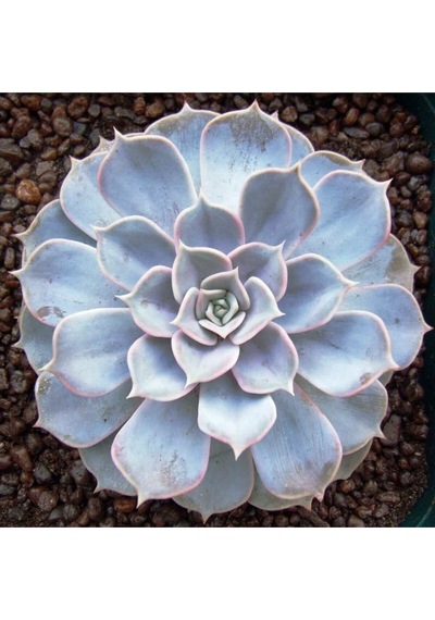 Echeveria Lilacina Var Sukulent Bitki