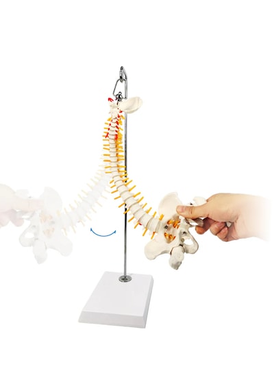 Esnek Omurga Modeli, Femur Başlı, 45 Cm - Omurga Maketi 01