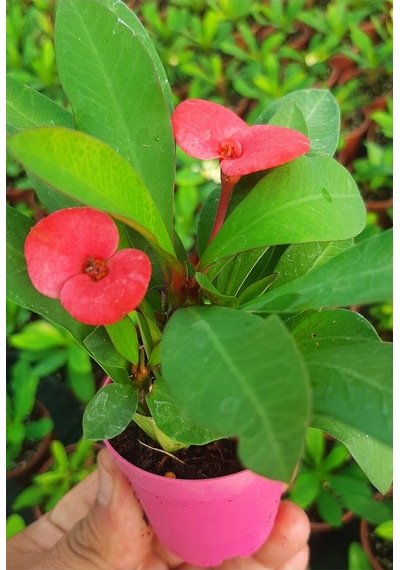 Videolu Milli Dikenler Tacı 10 40 Cm Saksılı Büyük Pembe Çiçeli Katüs Euphorbia