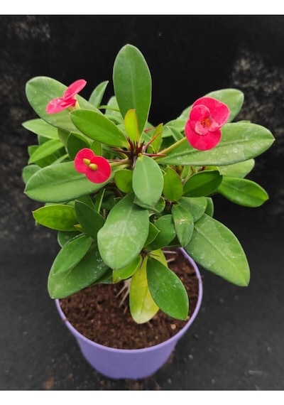 Videolu Kırmızı Renk Milli Dikenler Tacı 25 55 Cm Saksılı Kaktüs Euphorbia