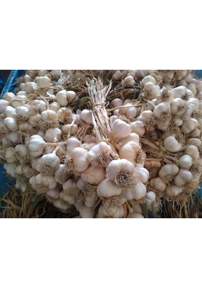 Kastamonu Taşköprü Sarımsağı Orta Boy 500 G