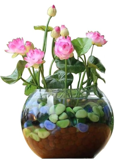 10 Adet Tohum Pembe Japon Lotus Çiçeği Nilüfer Su Zambağı Tohumu