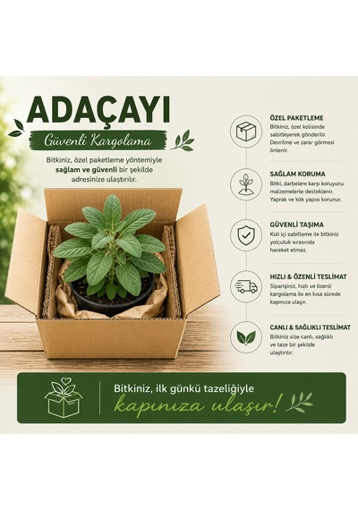Saksılı Adaçayı Bitkisi Salvia Officinalis Aromatik Şifalı Bitki Canlı Adaçayı Fidesi 20-30 Cm