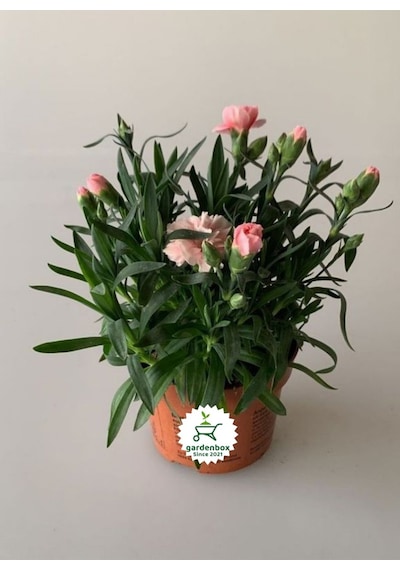 Yoğun Kokulu Krem Karanfil Çiçeği Bodur Cins 1 Adet Saksılı 15-25cm