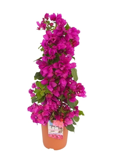Begonvil - Pembe 100cm