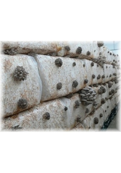 Gri Istiridye Mantar Kompost 6 Lt 3 Kg