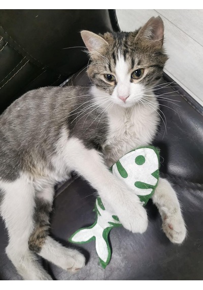 Yeşil Balık - Kedi Naneli Catnipli & Kedi Zilli Kedi Oyuncağı Kedi Yastığı - Dino Pet Oyuncak