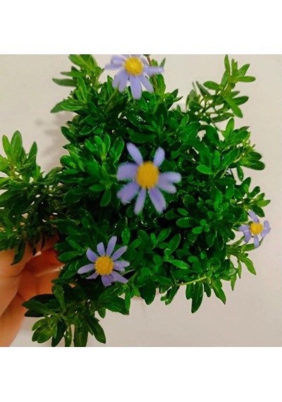 Felisya Çiçeği - Mavı Papatya 25-35cm Saksılı Çok Köklü