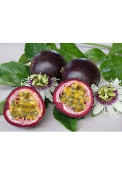 Tüplü Passion Fruit -Tutku-Aşk Meyvesi Fidanı 4 Yaş (150-200 cm)