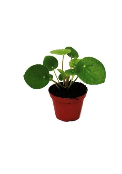 Hbcv00005ntn3v Pilea Çin Para Çiçeği 10-20 Cm