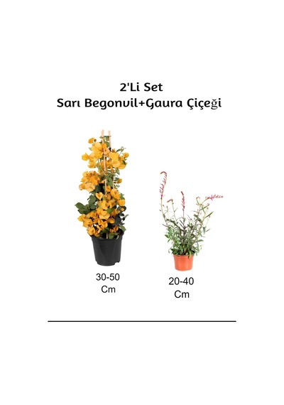 Sarı Begonvil+ Gaura Çiçeği2'li Set Dış Mekan Bitkisi Begonvillia