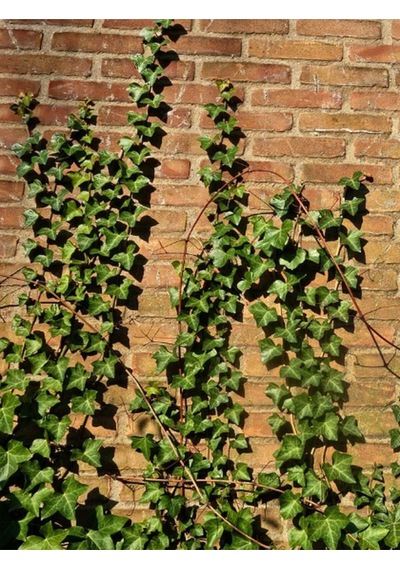 Canlı Orman Sarmaşığı Hedera Helix Formlu Ve 40-60 Cm
