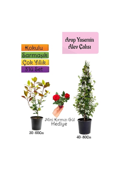 Mis Kokulu Arap Yasemini+alev Çalısı Fidanı+mini Gül Hediye 3'lü Set