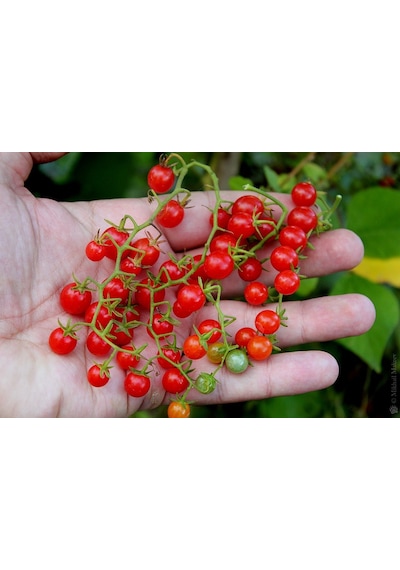 10+ Kuş Üzümü Mini Domates Tohumu N113397