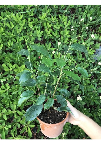 Ficus Benjamina Danielle-benjamin Bitkisi 70cm