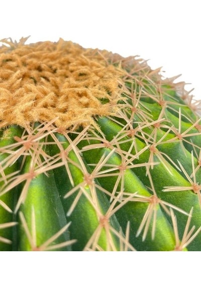 Yapay Çiçek Echinocactus Grusonii Altın Fıçı Kaktüs Siyah Saksıda 50 35cm Cactüs Sk4010s