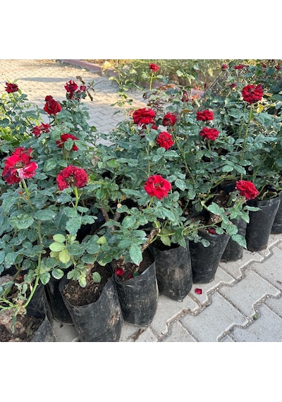 Tüplü Ve Aşılı Kırmızı Gül Fidanı Kök Yaşı 3