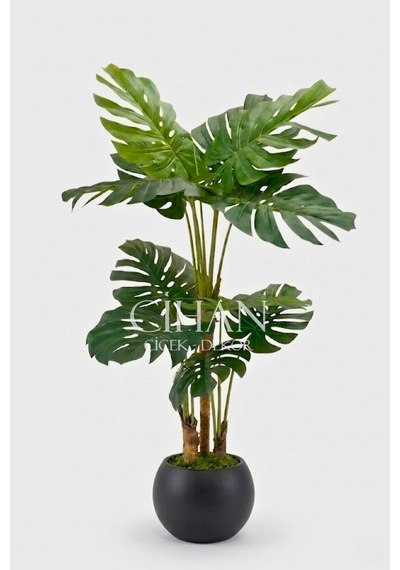 Monstera Ağacı 170cm Antrasit Küre Saksı Beyaz