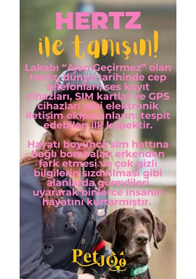 Petjoo 26.Hertz Sarı-Pembe Qr'lı Köpek Künyesi