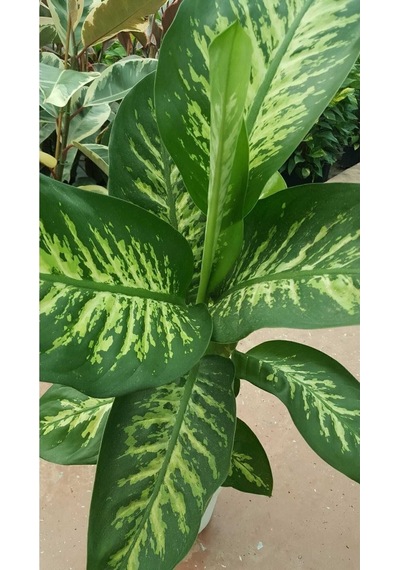 Difenbahya - Dieffenbachia Tropic Snow 60-70cm