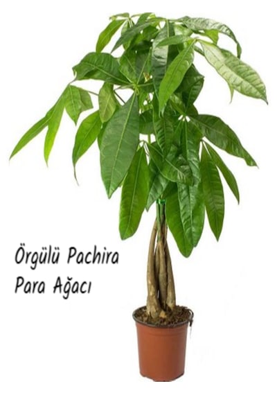 Örgülü Pachira Para Ağacı İthal 60 Cm
