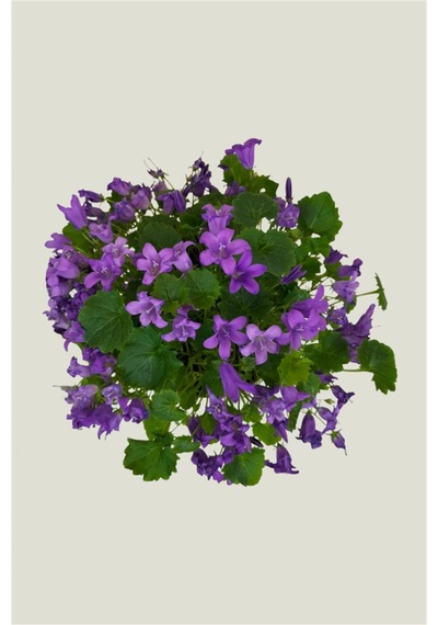 Maviş Çiçeği | Campanula Fidanı