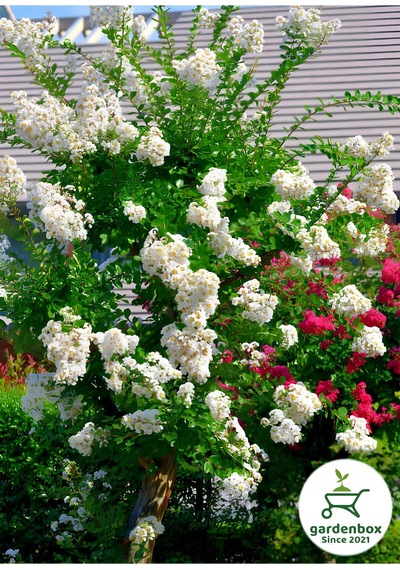 Beyaz Renk Oya Ağacı 30-60cm 1 Adet Saksılı Bahçe Bitkisi+yaprak Güzeli