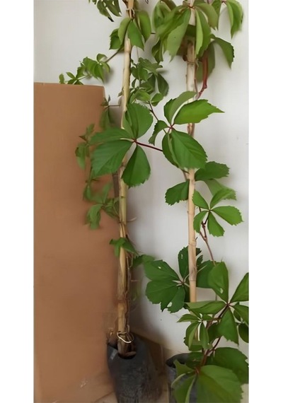 Amerikan Sarmaşığı Kışın Kırmızı Yapraklıdır 65-85cm Duvar Çit Sarmaşığı
