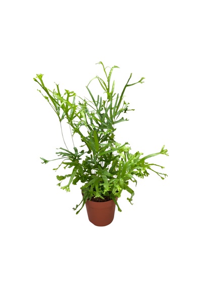 Pteris Cretica 'roeweri' Eğrelti Otu