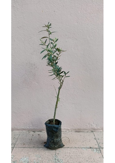 Cox Shine Gemlik Zeytin Fidanı 40-50 Cm
