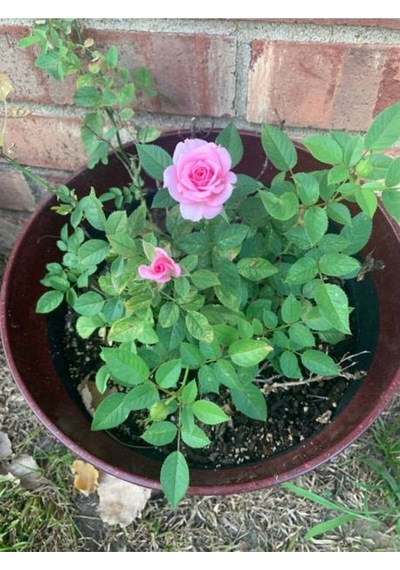 Isparta Pembe Yediveren Kokulu 30-60 Cm 10 Adet Saksılı/tüplü Aşılı Güller Isparta Rose
