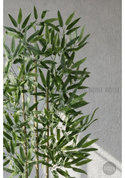 110 Cm Bambu Ağacı Siyah Yakut Saksıda