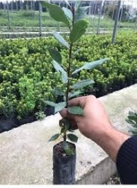 Defne Fidanı 10-20 Cm
