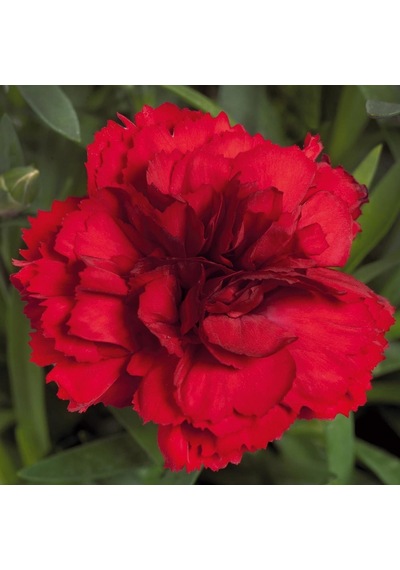 Serada Decor Plant Kokulu Koyu Kırmızı Bodur Karanfil Bitkisi Dianthus Caryophyllus Red