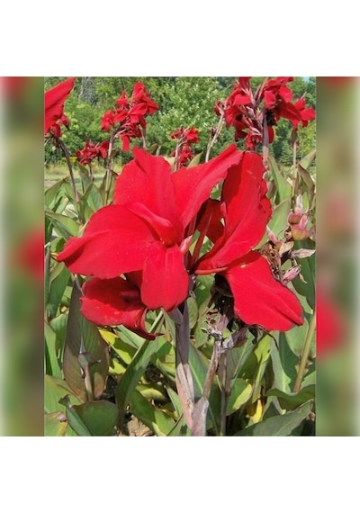 Kana Çiçeği Kırmızı Açan 40-60 Cm Boyunda