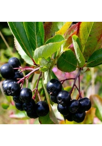 Aronia Aronya Ağacı Meyveli Fidanı Tüplü