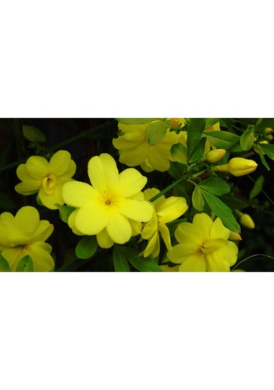 Videolu Mis Kokulu 4'lü Sarı Yasemin Çiçeği Fidanı 40-60 Cm Saksılı Çiçekli Bodur Yellow Jasminie