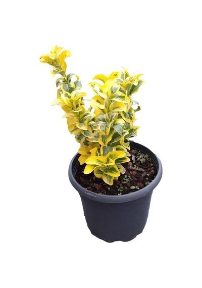 Limoni Servi Fidanı 30-40cm +altuni Taflan 30-40cm 2'li Set Saksılı Bahçe Bitkisi