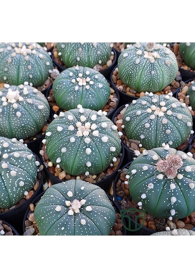 Astrophytum Asterias Serisi 1 Adet Nadir Koleksiyon Kaktüs 5.5 Cm Kahverengi Saksıda