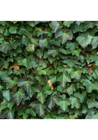 Tüplü Hedera Helix Herdem Yeşil Duvar Sarmaşığı Fidanı