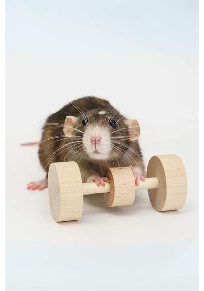 Hamster Dambıl Oyuncağı 4 9 Cm Doğal Ahşap, Kemirme Ve Oyun İçin Dayanıklı