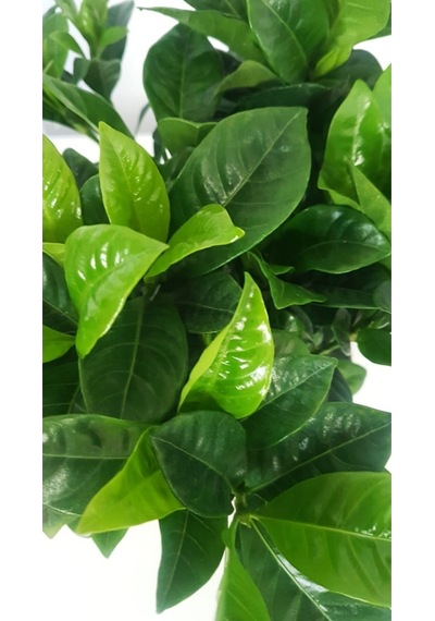 Gardenya Canlı Çiçek