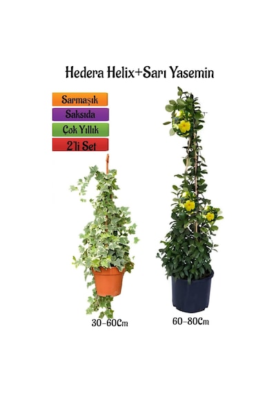 Hedera Helix Duvar Sarmaşığı+sarı Yasemin Çiçeği Fidanı 2'li Bahçe Seti