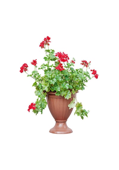 Videolu Kırmızı Sakız Sardunya 30 50 Cm 1 Adet Saksılı Çiçekli Bodur Bitki Geranium