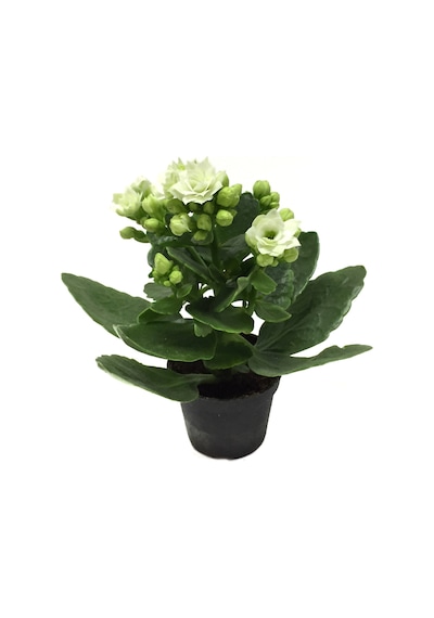 Kalanchoe Calandiva 'White' (Kalanşo Çiçeği) Ø5,5 CM Y0-10 CM