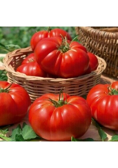 10+ Adet Geleneksel Marmande Biftek Domates Tohumu Erkenci Tür