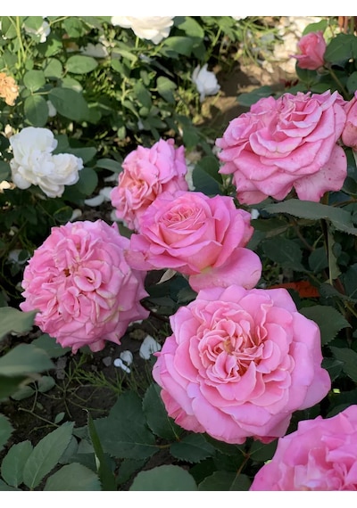 Dream Roses Ashley Gülü Fidanı 146361428