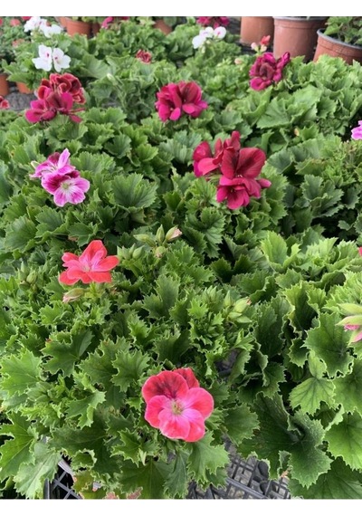 Ceylan Gözü Sardunya Fidanı Fuşya 10-20 Cm